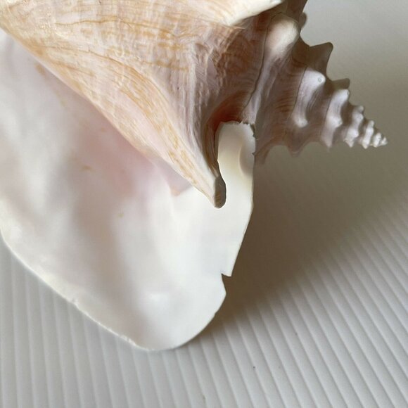Queen Conch Sea Shell Large Natural Pink Seashell 9" No Harvest Hole Vintage - Picture 10 of 12